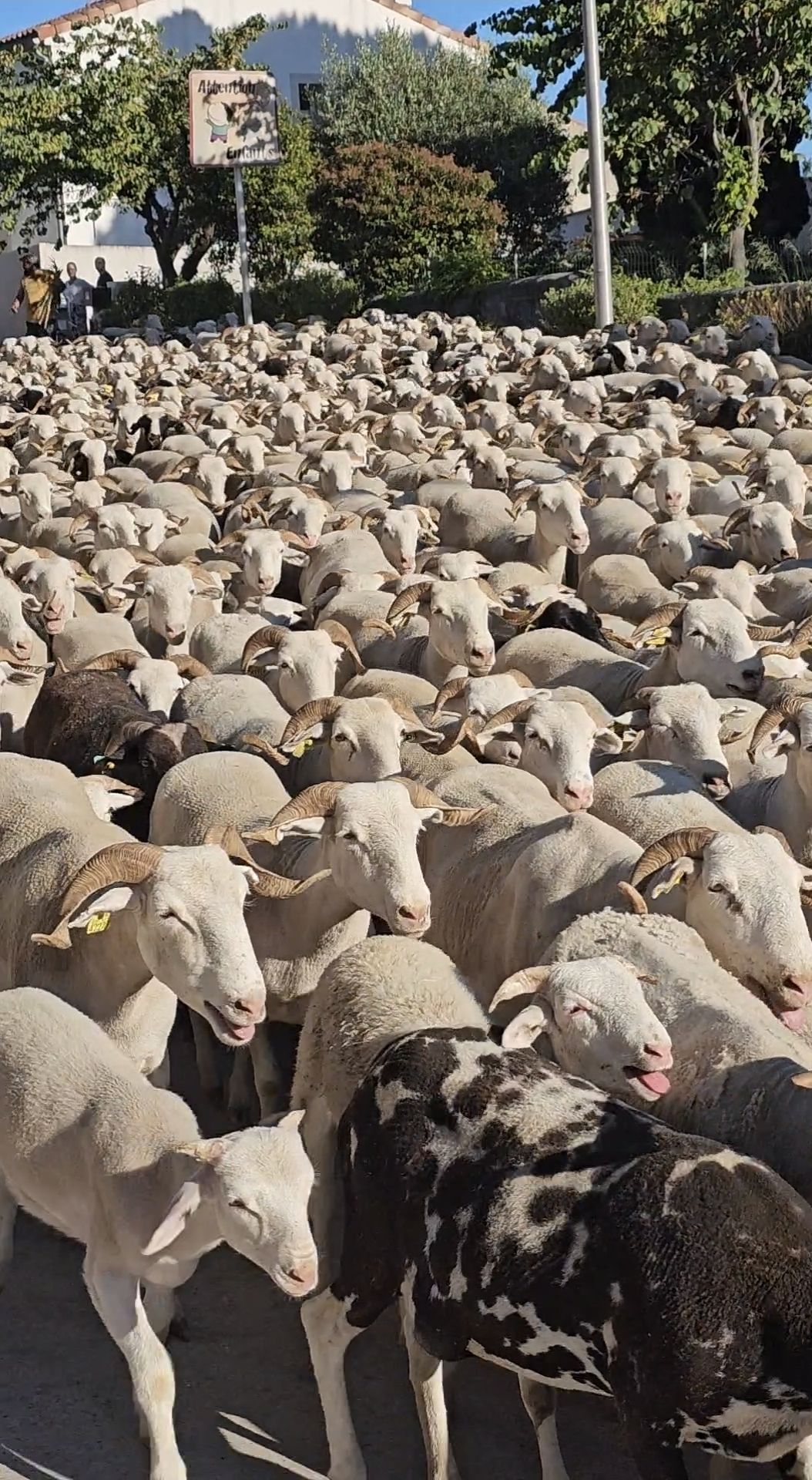 Transhumance