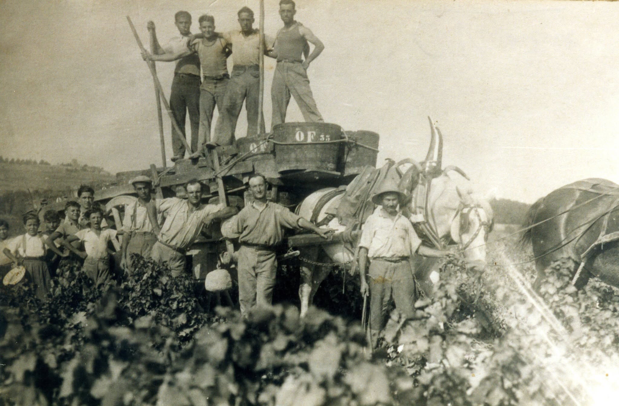 Attention vendanges