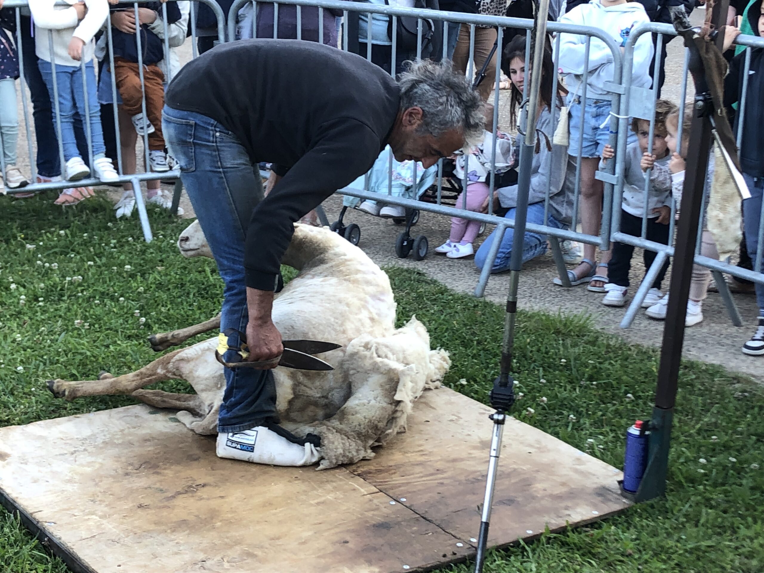 Transhumance