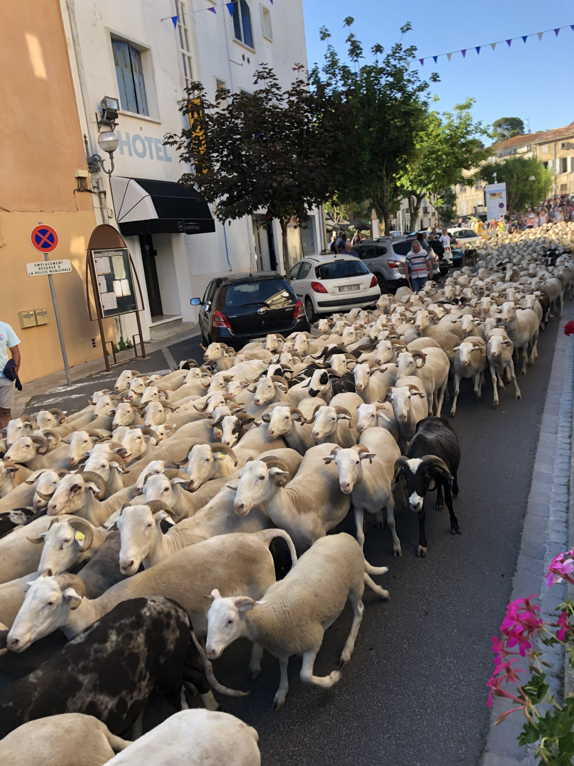 Transhumance